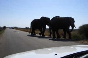 Elephant bulls-way too close for comfort 3