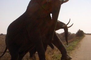 Elephant bulls-way too close for comfort