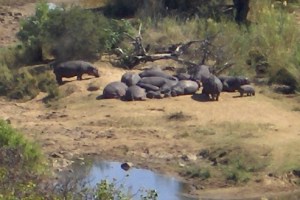 Hippos