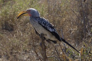 Hornbill-a beak only a mother would love