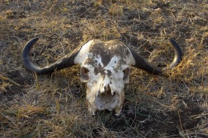 Morning walk-African Buffalo that has seen better days