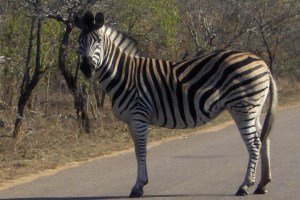 Zebra-what are you looking at 2