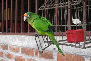 Gringo! Gringo! Waaak!